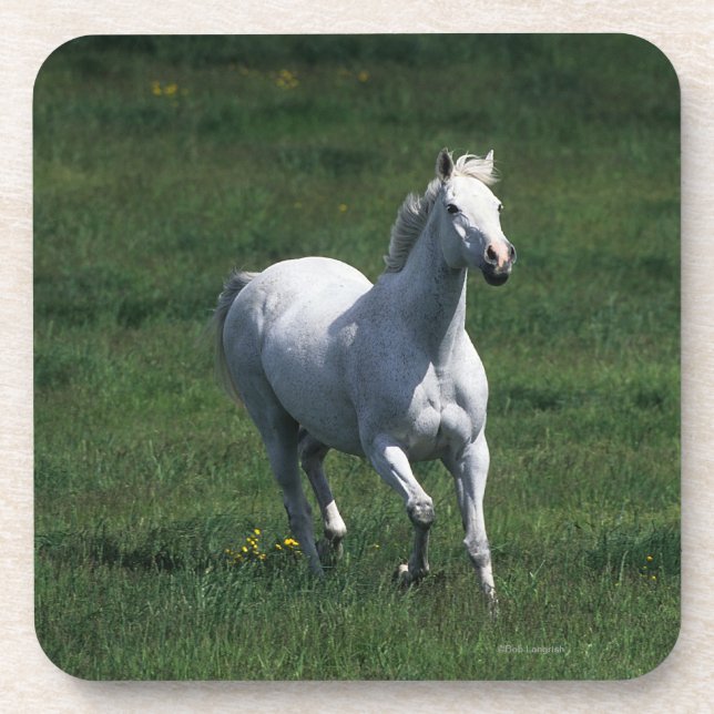 Posavasos Yegua excelente (Frente)