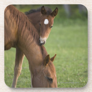Posavasos Yegua y potro cuartos americanos del caballo en