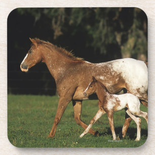 Posavasos Yegua y potro del Appaloosa