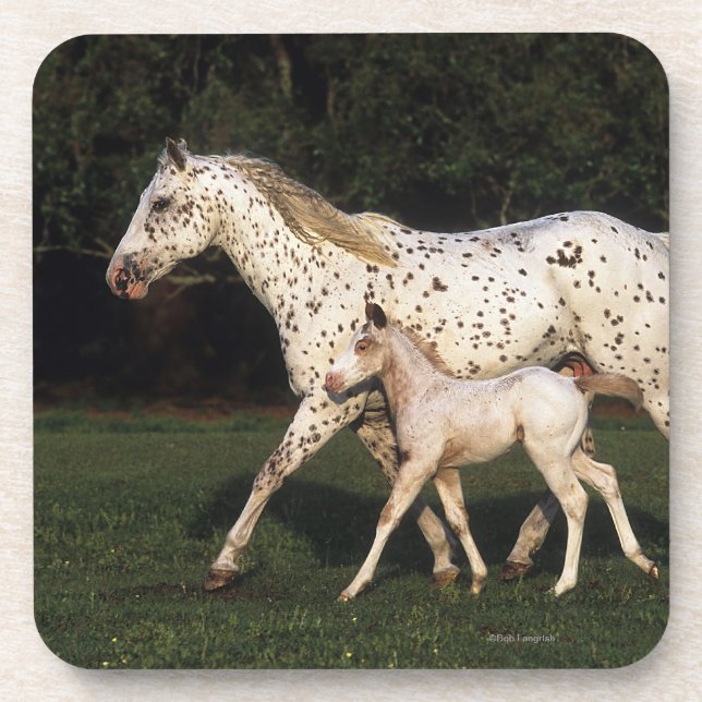 Posavasos Yegua y potro del Appaloosa en campo (Frente)