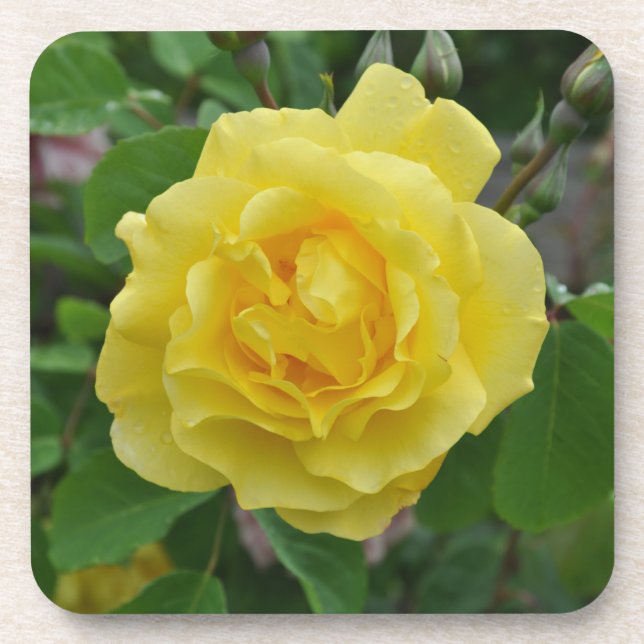 Posavasos Yellow rose beauty    (Frente)