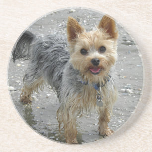 Posavasos Yorkie