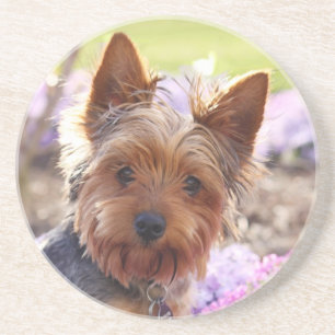Posavasos Yorkshire Terrier Coaster