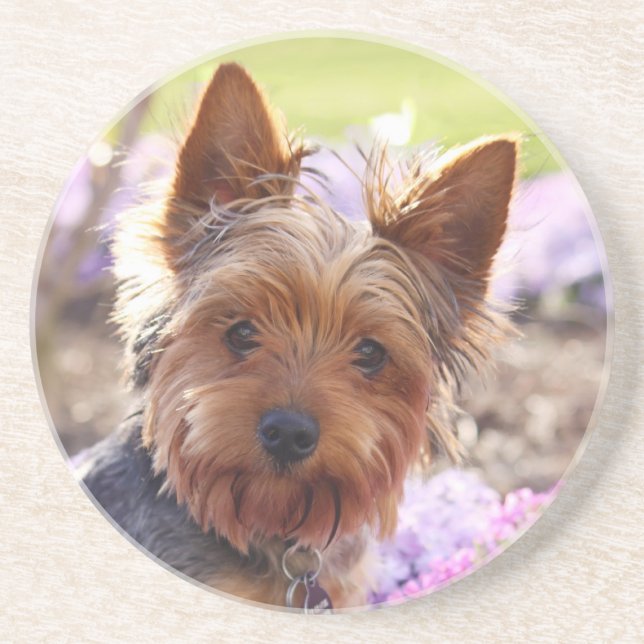 Posavasos Yorkshire Terrier Coaster (Frente)