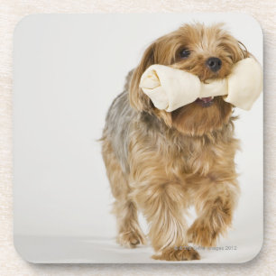 Posavasos Yorkshire Terrier en caminar blanco del fondo