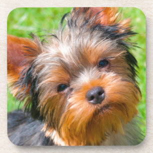 Posavasos Yorkshire Terrier mirando hacia arriba