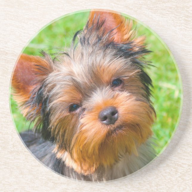 Posavasos Yorkshire Terrier mirando hacia arriba (Frente)
