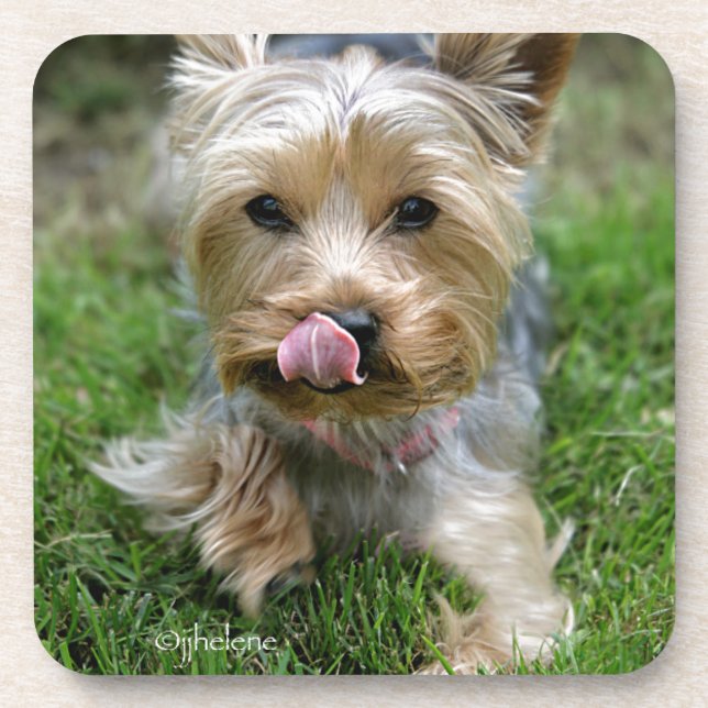 Posavasos Yorkshire Terrier Puppy - "diseño jjhelene" (Frente)