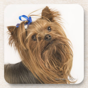 Posavasos Yorkshire Terrier/Yorkie. Raza animada de