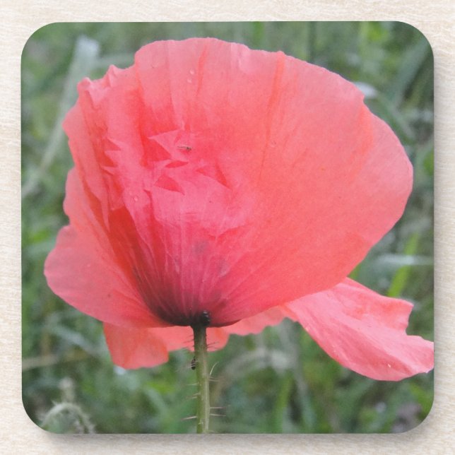 Posavasos Zarte memorizó a Mohnblume (Frente)