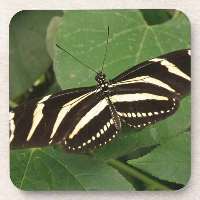 Posavasos Zebra Longwing Butfly Corre Coaster (Frente)