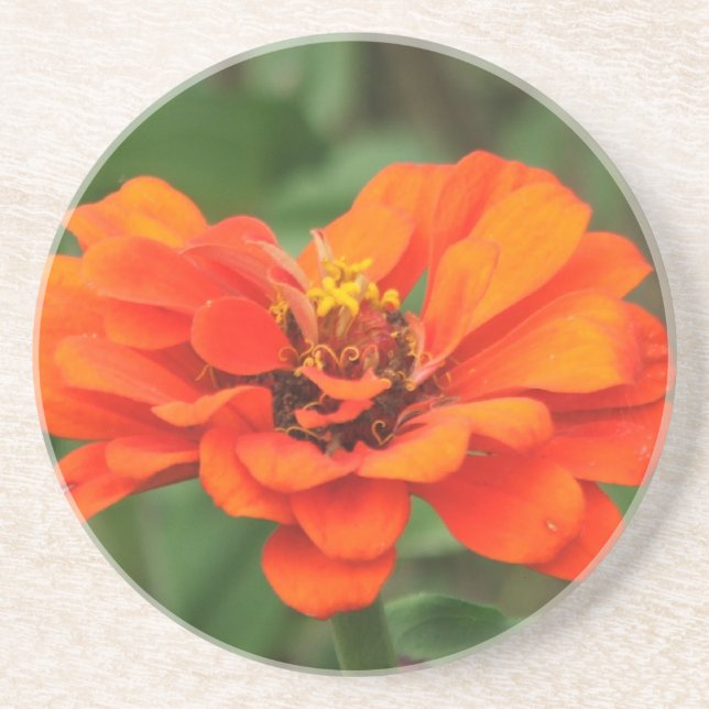 Posavasos Zinnia anaranjado (Frente)
