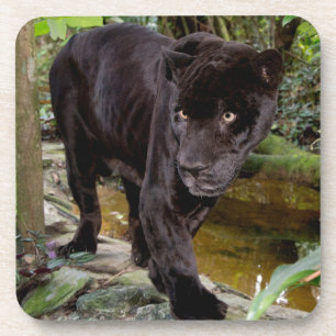 Posavasos Zoológico de la ciudad de Belice. Pantera negra