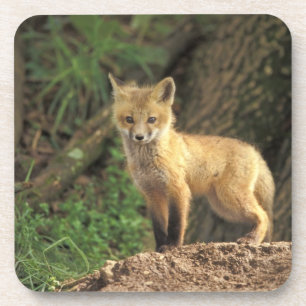 Posavasos Zorrito rojo delante de madriguera (Vulpes vulpes)