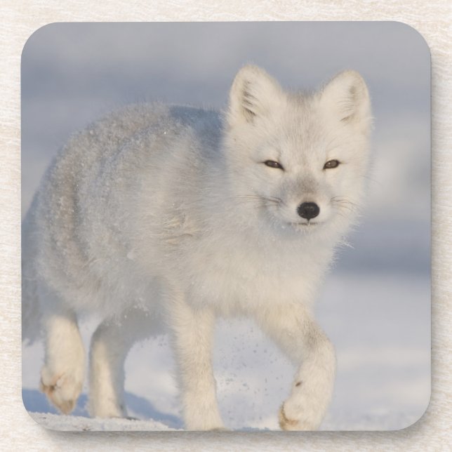 Posavasos Zorro ártico, Alaska (Frente)