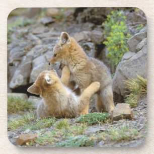 Posavasos Zorro gris sudamericano (Lycalopex griseus) pareja
