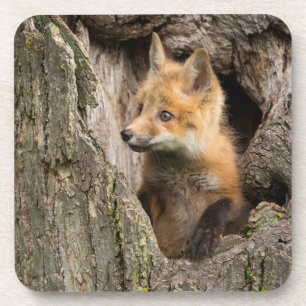 Posavasos Zorro Rojo Pequeño en un Hueco de Árbol