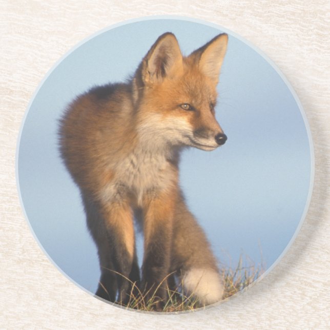 Posavasos zorro rojo, Vulpes vulpes (Frente)