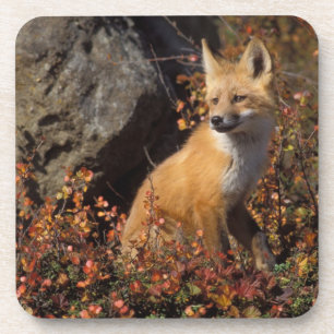 Posavasos zorro rojo, Vulpes vulpes