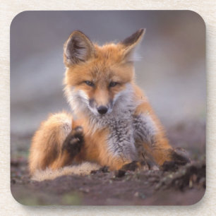 Posavasos zorro rojo, Vulpes vulpes, cachorro rascándose,