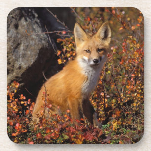 Posavasos zorro rojo, vulpes vulpes vulpes, en colores otoña