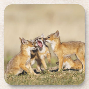 Posavasos Zorro veloz (Vulpes macrotis) joven en madriguera,