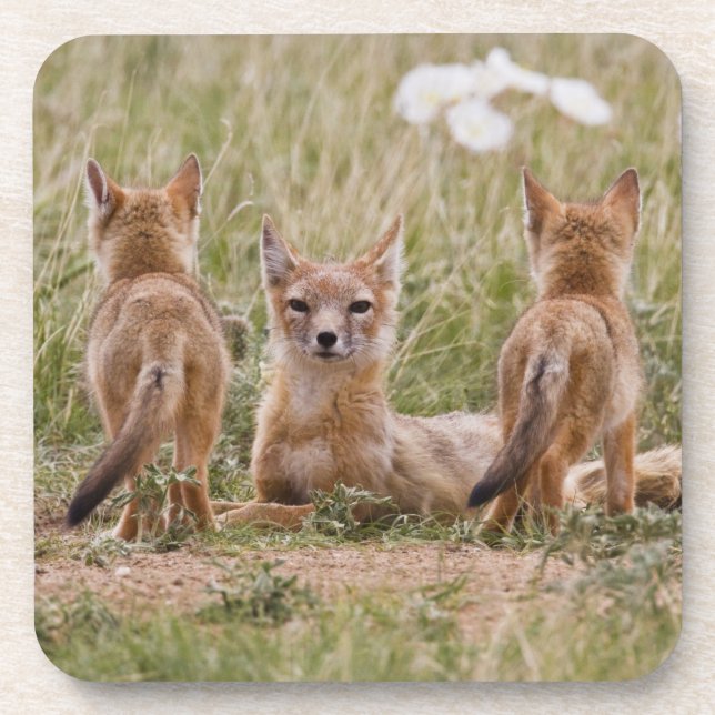 Posavasos Zorro veloz (Vulpes velox) hembra con crías en (Frente)