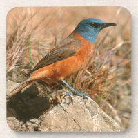 Zorzal de roca hembra (Monticola Rupestris)