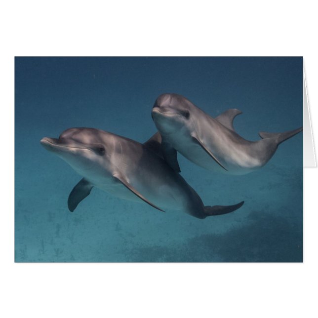 Pose Jugador (Anverso (Horizontal))