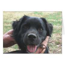 Poses de Cocker Spaniel para cámara