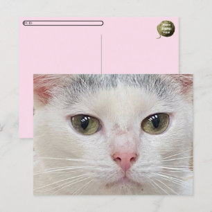 Pospuesto de George el gato de la tarjeta postal d