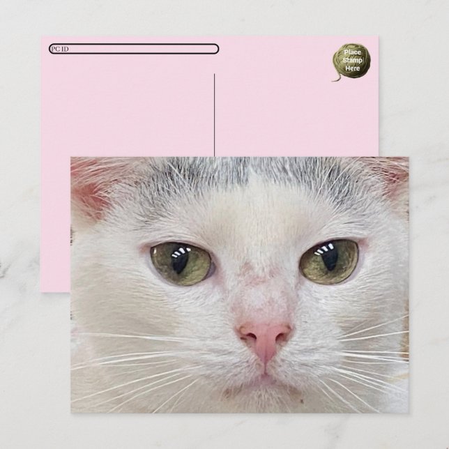 Pospuesto de George el gato de la tarjeta postal d (Anverso / Reverso)