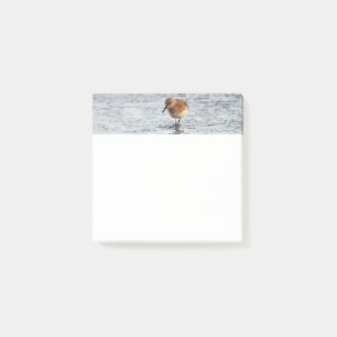 Post-it® Sandpiper Bird Photo Stationery 3x3 Notas