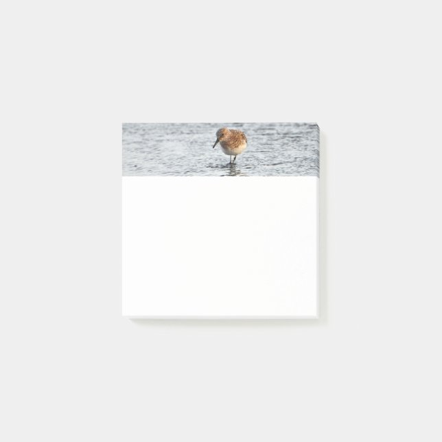 Post-it® Sandpiper Bird Photo Stationery 3x3 Notas (Anverso)