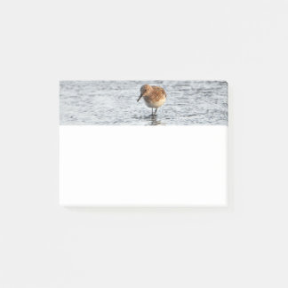 Post-it® Sandpiper Bird Photo Stationery 4x3 Notas Post-it