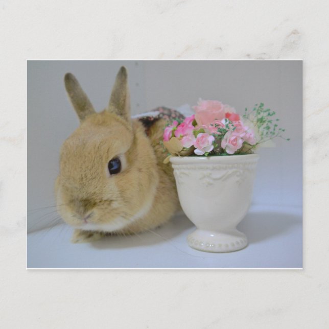 POSTAL か わ い い う さ ぎ (Anverso)