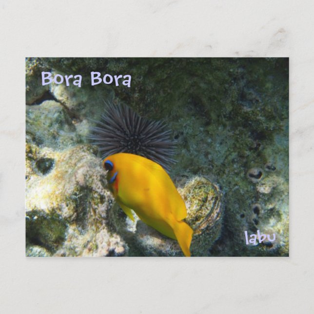 POSTAL ウ と 熱 帯 魚 (Anverso)