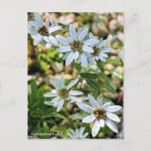 Postal コ ウ ラ: ウ ス キ htéq (htémosis)