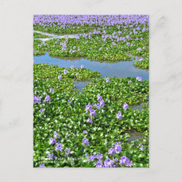 POSTAL ホ テ ア オ イ(花)