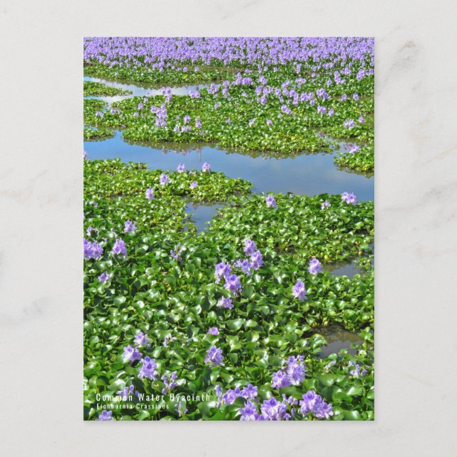 POSTAL ホ テ ア オ イ(花) (Anverso)