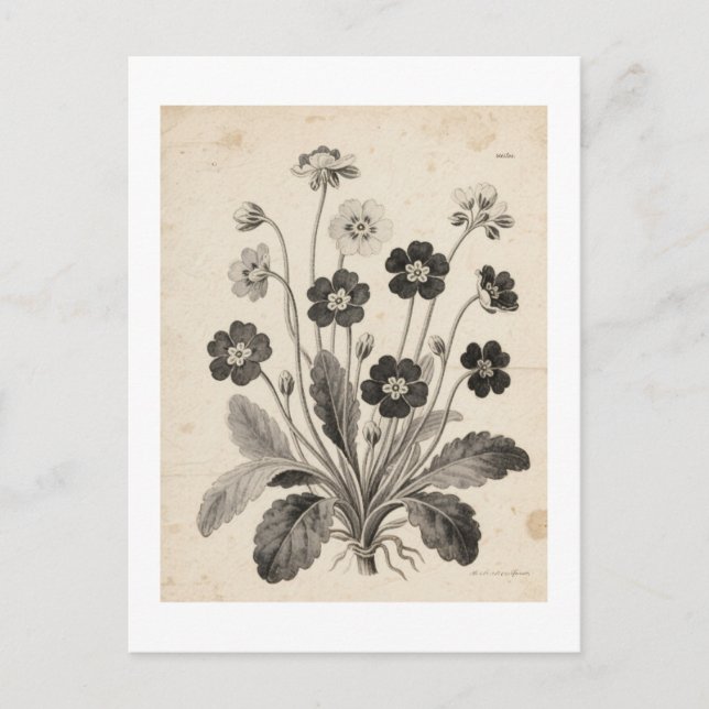 POSTAL ポストカード (Anverso)