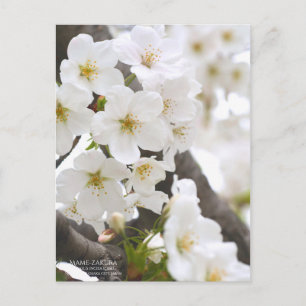 Postal マ メ ザ・(Mame-zakura):Postcard