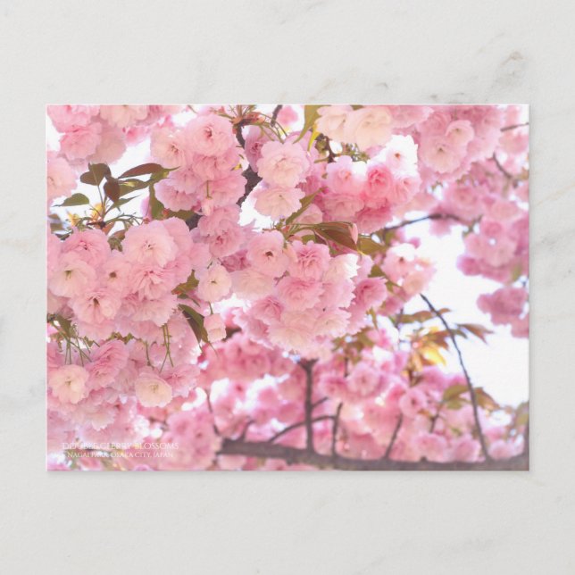 Postal 八 重 桜(Flores de cerezo doble):postal (Anverso)