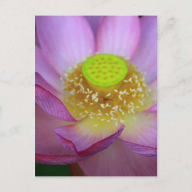 POSTAL 蓮 (Anverso)