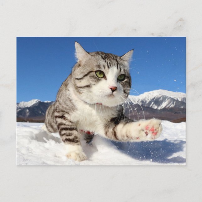 POSTAL 野良猫ニャン吉【肉球全開！】 (Anverso)