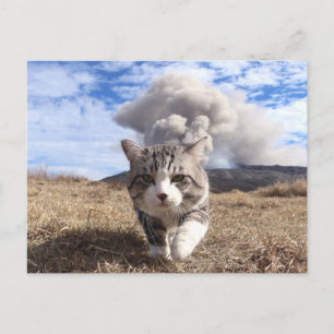 POSTAL 野 良 猫・ャ・吉 動 活 期