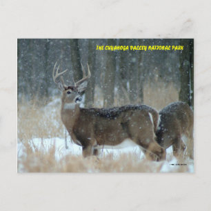 POSTAL 011110-40-APC