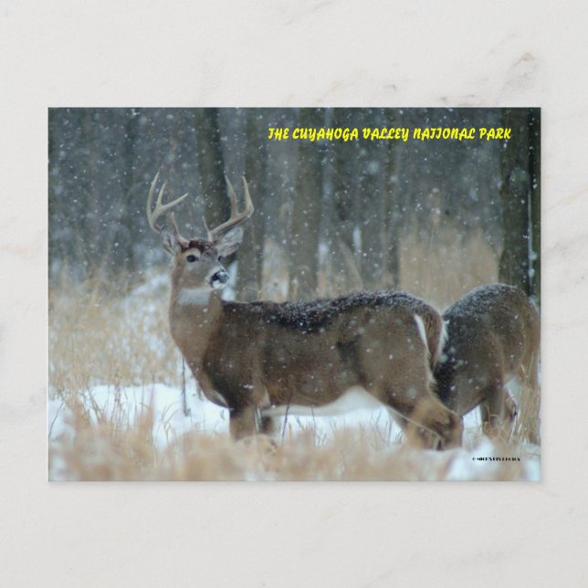 POSTAL 011110-40-APC (Anverso)