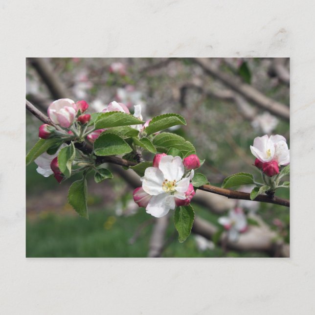 Postal 01 Apple Blossoms Winchester VA Postcard (Anverso)