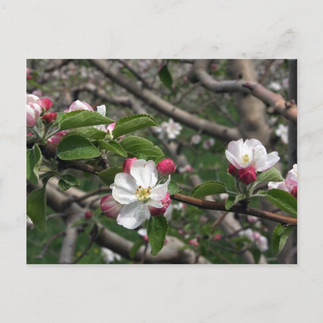 Postal 02 Apple Blossoms Winchester VA Postcard (Anverso)